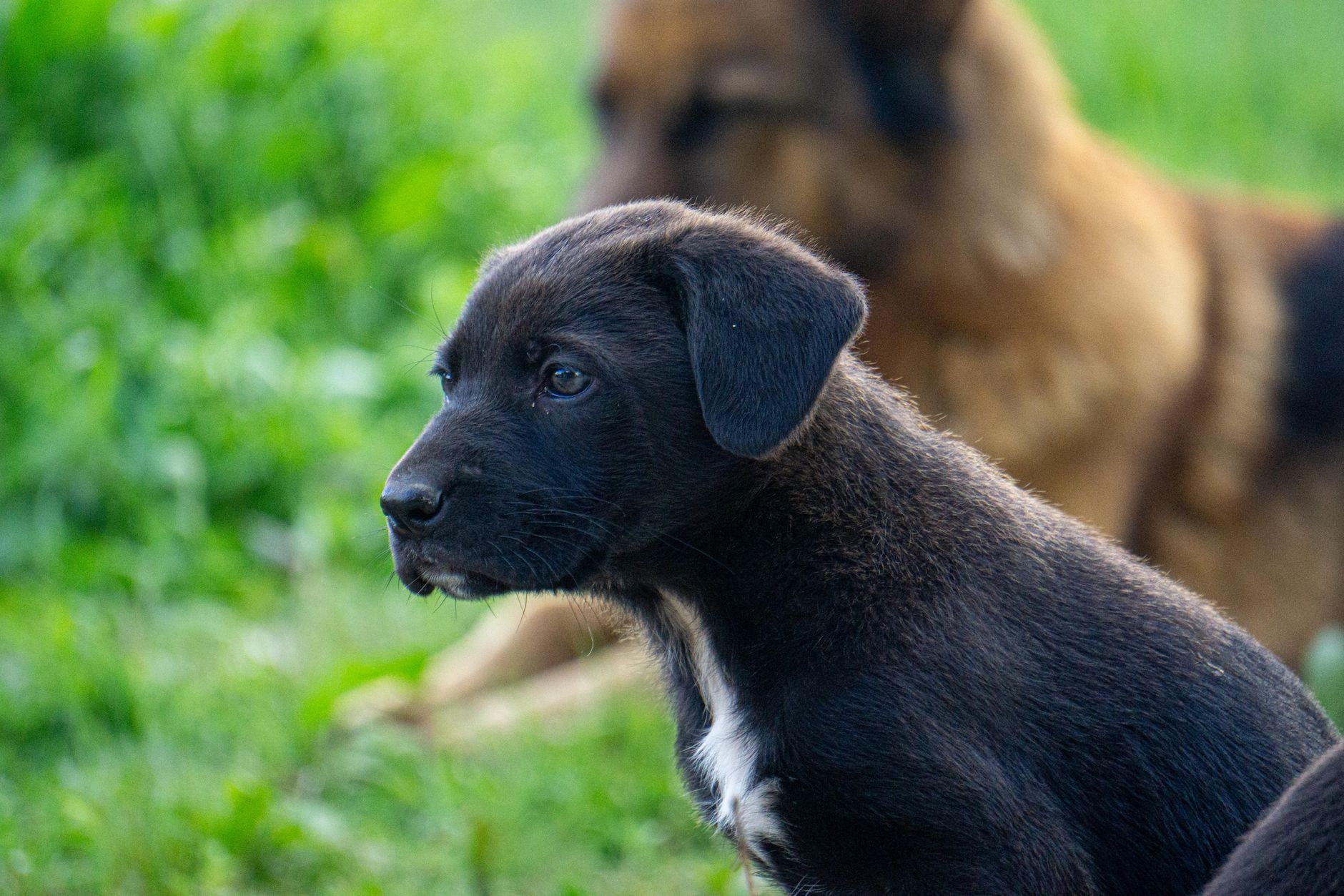 Portrait of a dog at a veterinary clinic