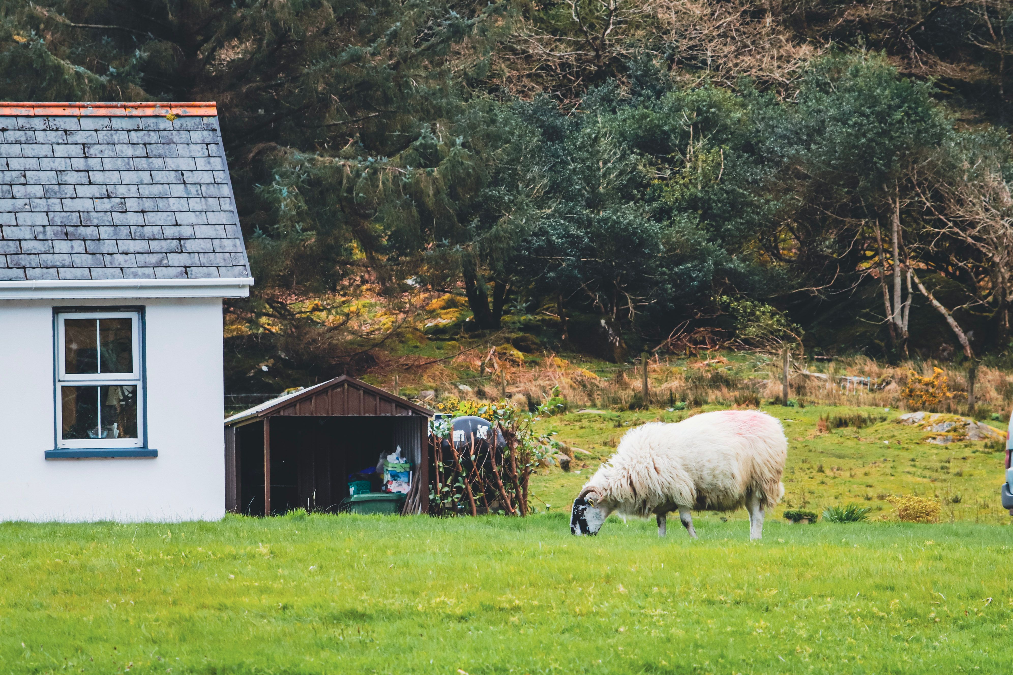Top tips to visit Ireland on a budget — Photo by Dahlia E. Akhaine on Pexels
