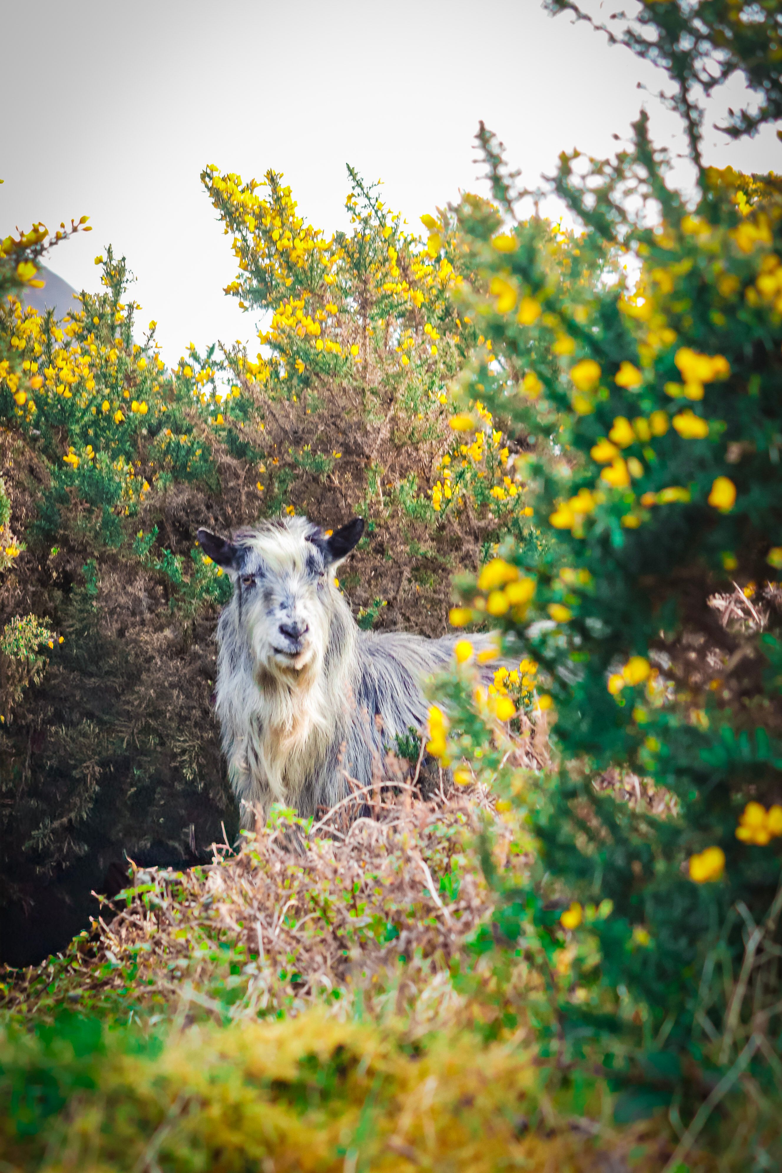 A wild goat stands amidst vibrant gorse bushes in County Kerry, Ireland.