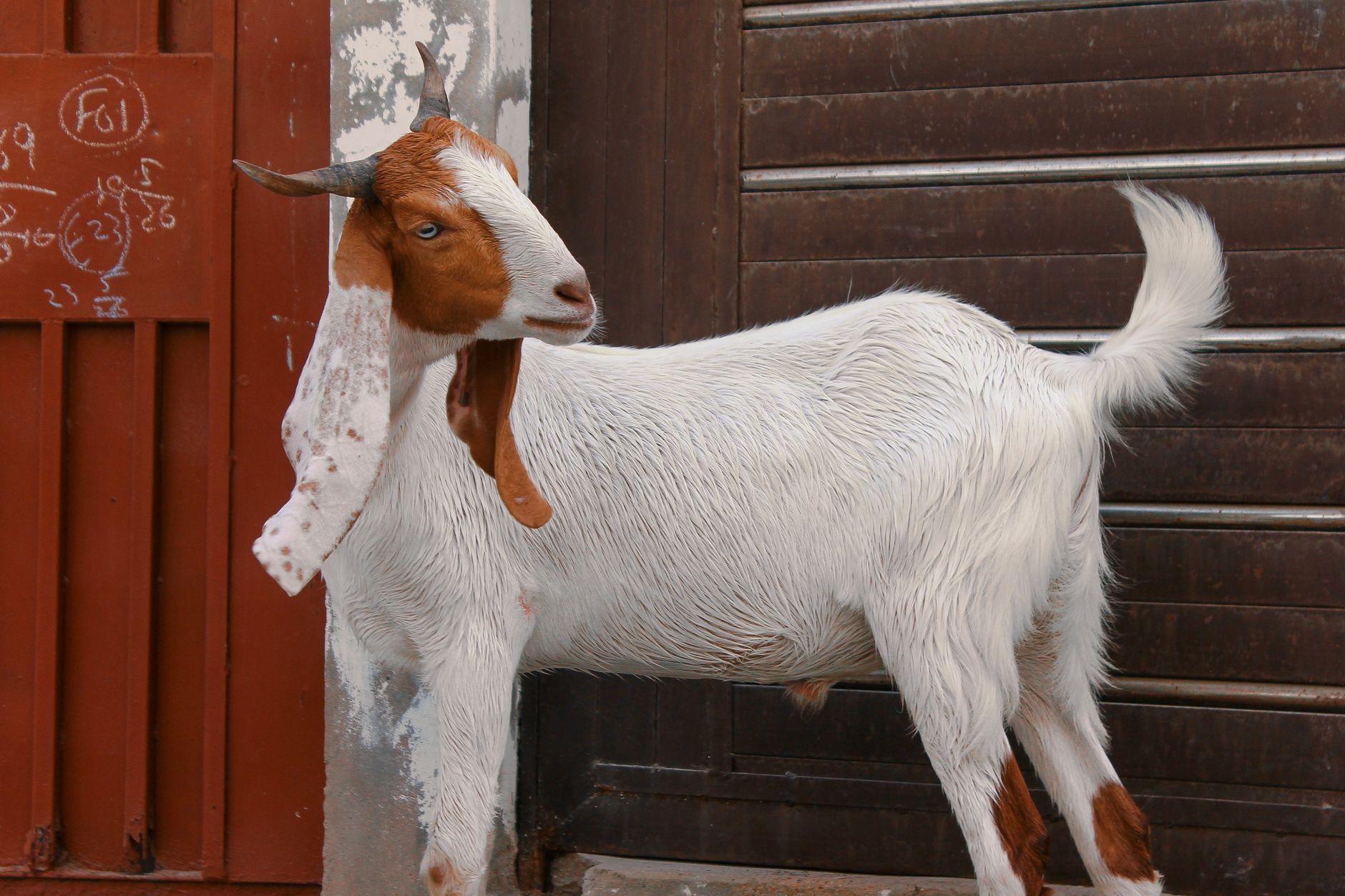 Veterinarian examining a goat during a checkup