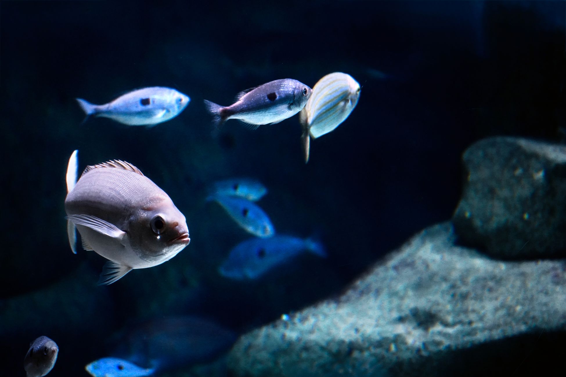 Artis Aquarium heropent na restauratie met visvriendelijkere verblijven