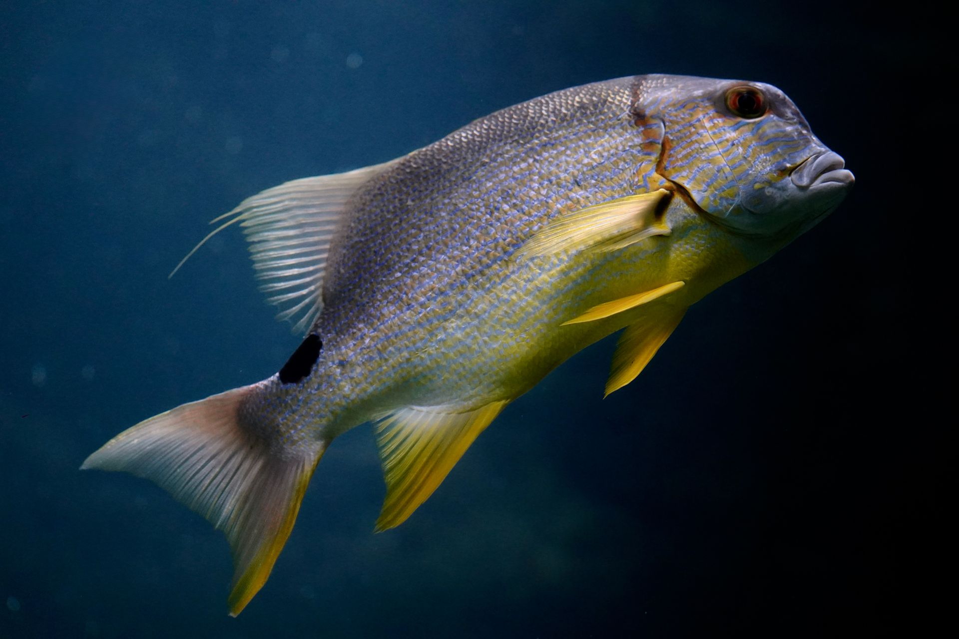 Underwater at Caleta de la Ballena