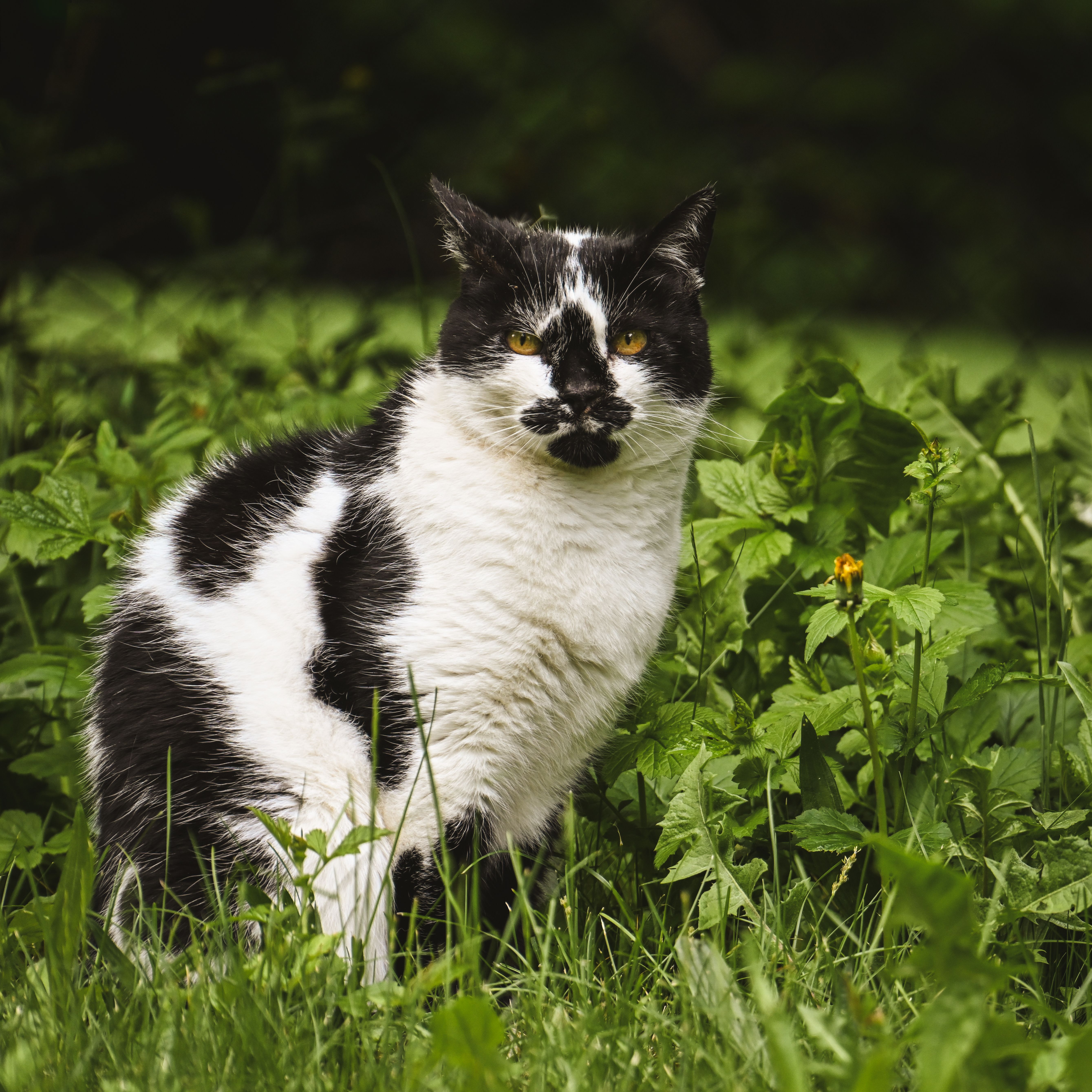 Black and White Cat in a Lush Green Garden · Free Stock Photo