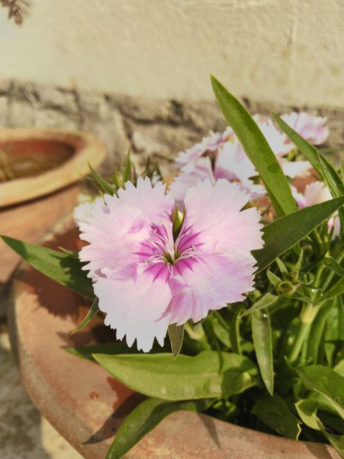 Free Vibrant pink dianthus flower in a terracotta pot under sunlight. Stock Photo