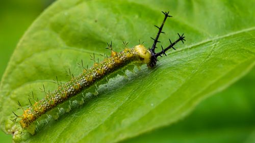 Free Detailed image of a spiny caterpillar resting on a vibrant green leaf. Stock Photo