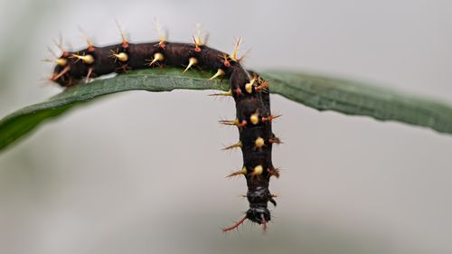 Free Detailed photo of a spiny caterpillar balancing on a green leaf, highlighting its unique features. Stock Photo