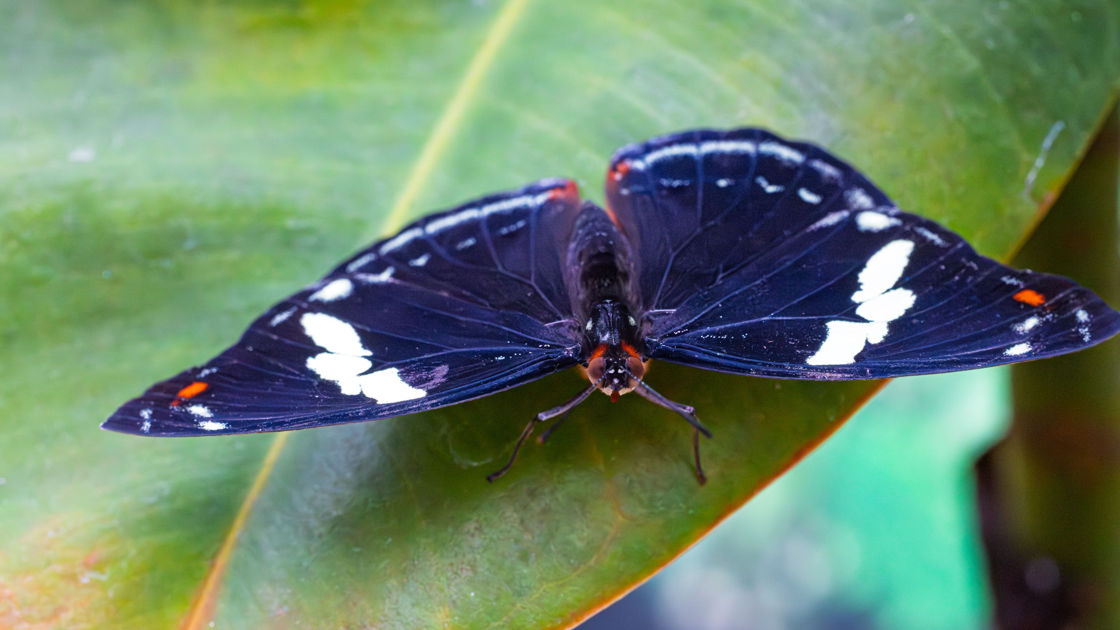 Close-up of a butterfly with vibrant colors perched on a tropical leaf in a hothouse.