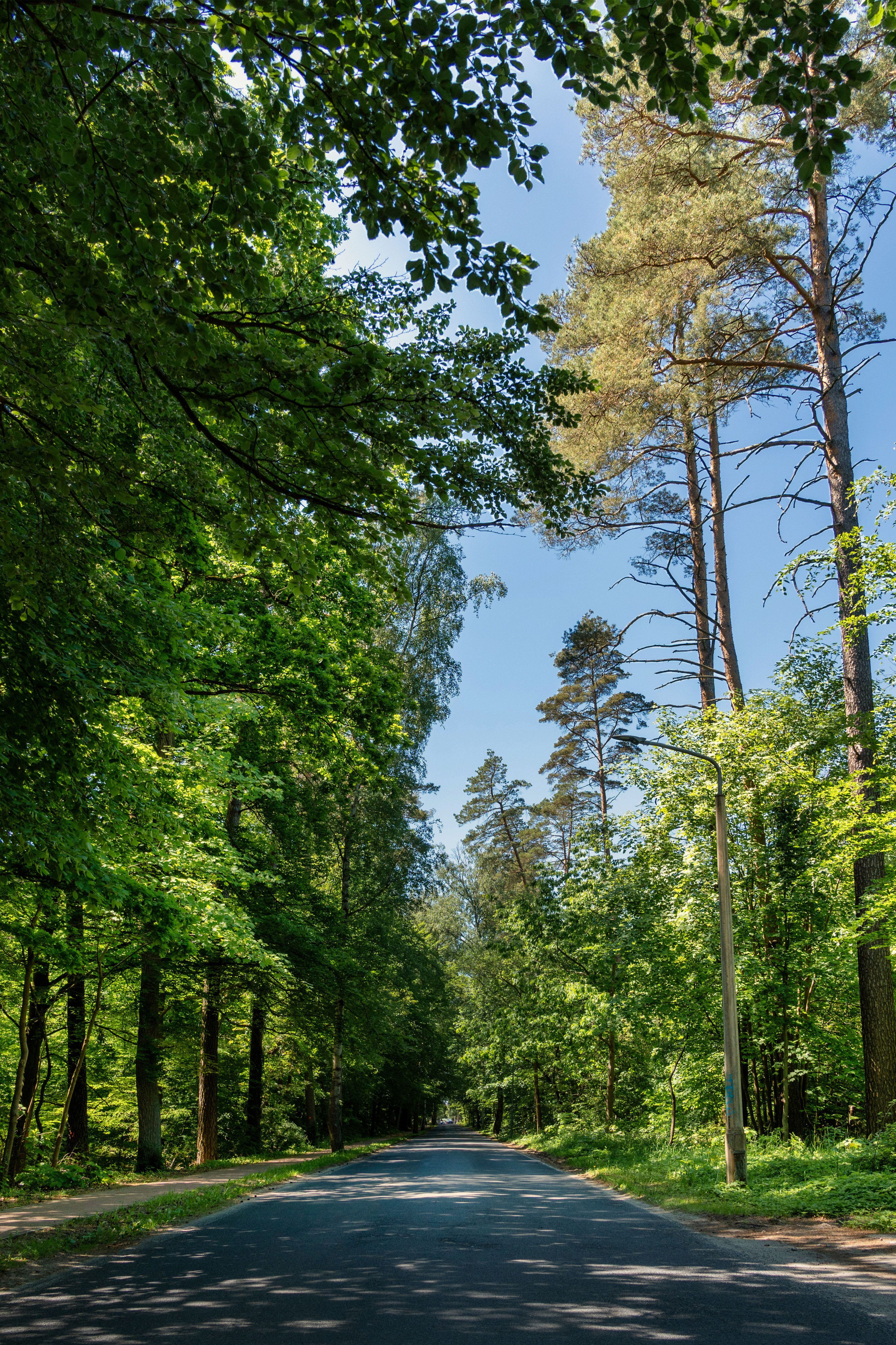 Serene Forest Road Under Lush Green Canopy · Free Stock Photo