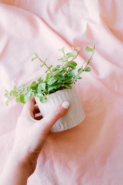 Planta Verde Em Vaso De Cerâmica Branca