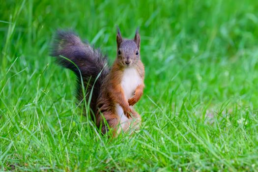 A vibrant photo of a squirrel standing on lush green grass in daylight.