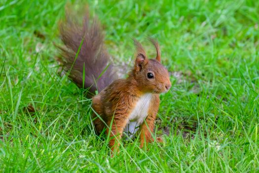 Captivating image of a red squirrel standing in vibrant green grass, showcasing nature's beauty.
