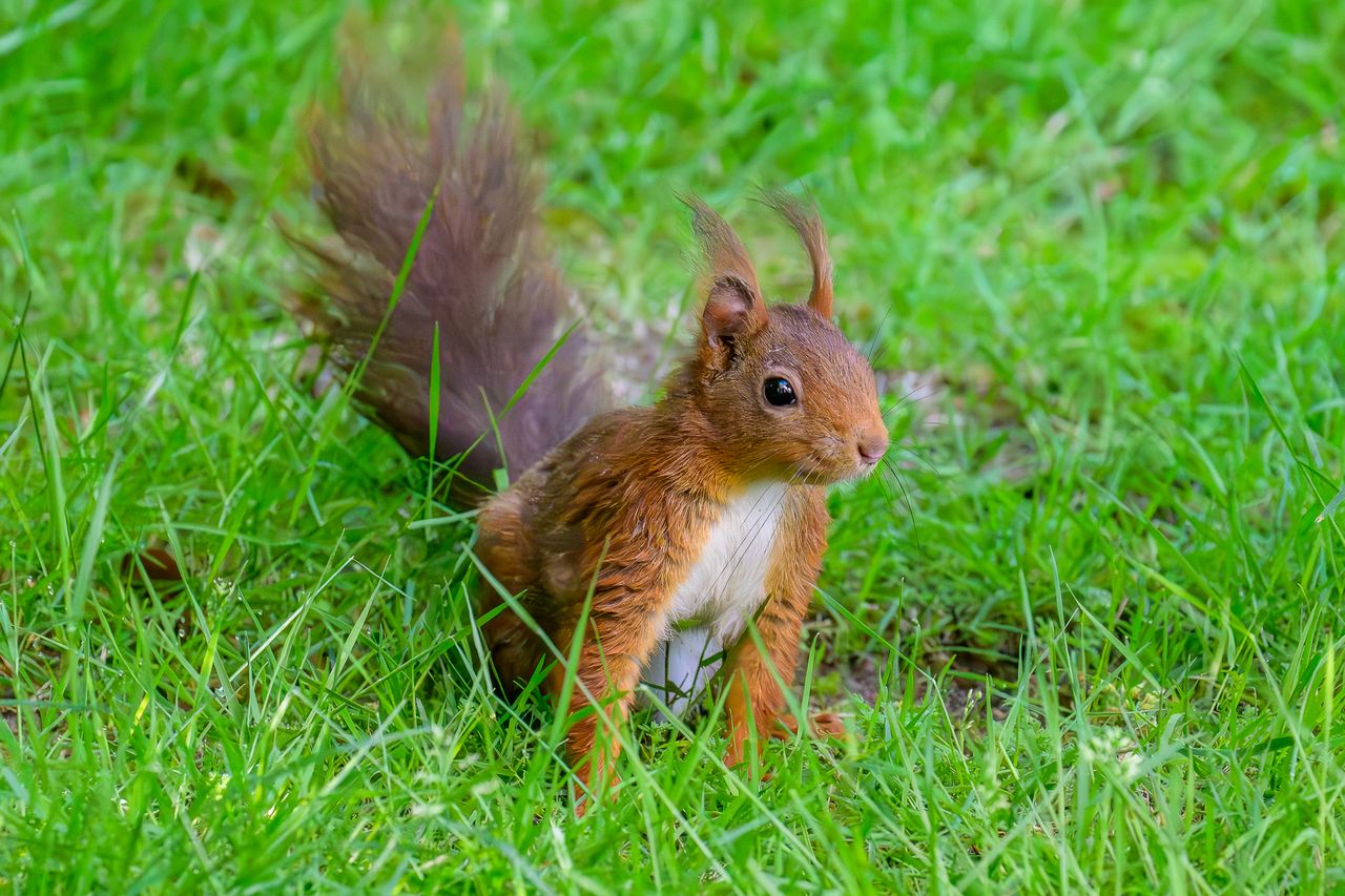captivating image of a red squirrel standing in vibrant green grass sh