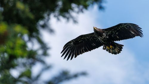 Free Close-up of a majestic eagle flying against a vibrant blue sky with lush greenery. Stock Photo