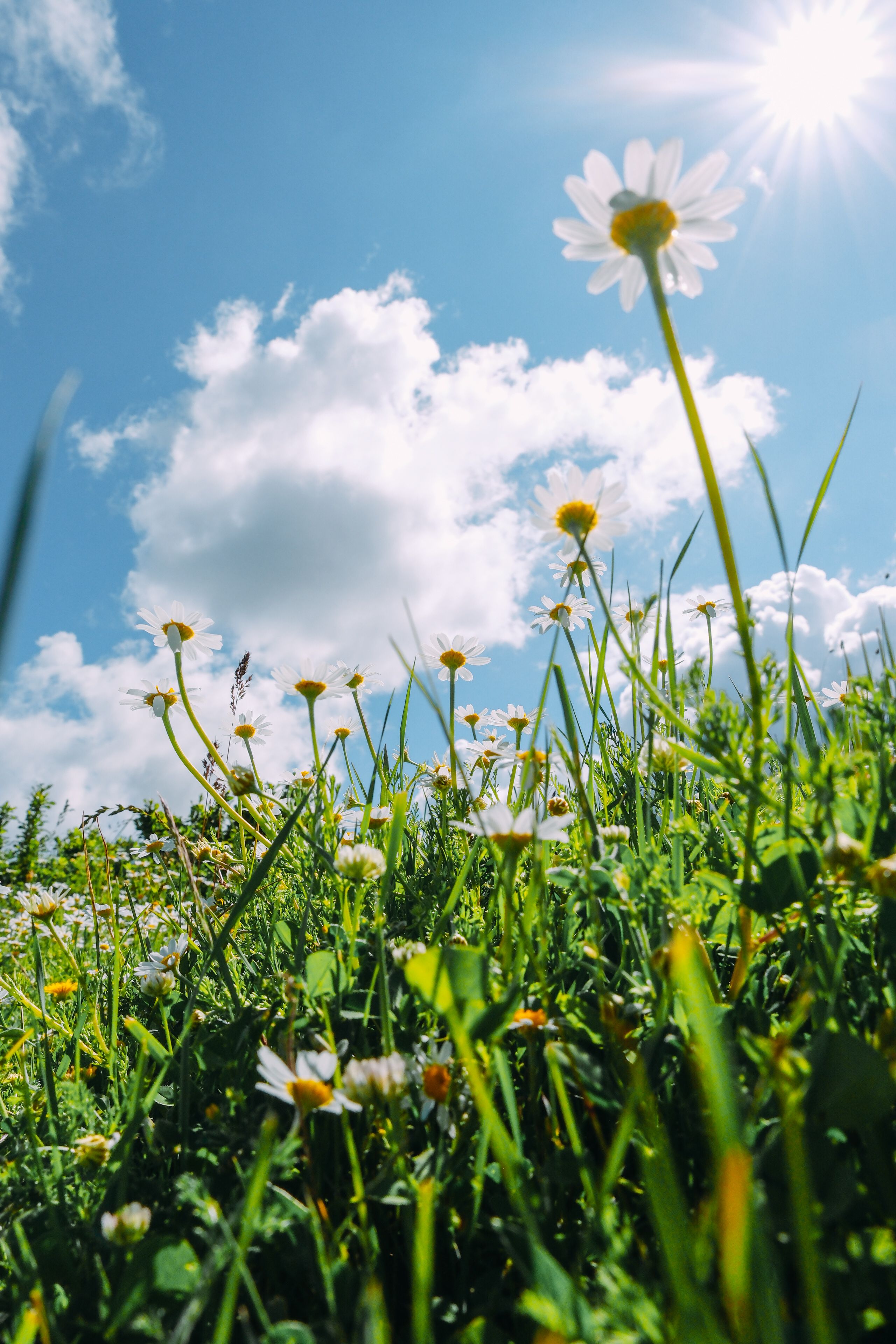 A vibrant meadow with daisies under a clear blue sky and bright sunlight.