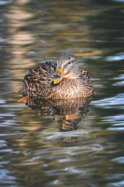 Free A close-up of a female mallard duck gliding on tranquil pond waters, showcasing its natural beauty. Stock Photo