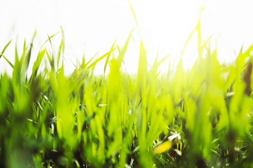 Free Photography of Grasses Stock Photo