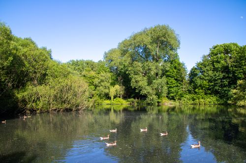Free Peaceful park scene with ducks swimming in a pond surrounded by lush trees under a clear blue sky. Stock Photo