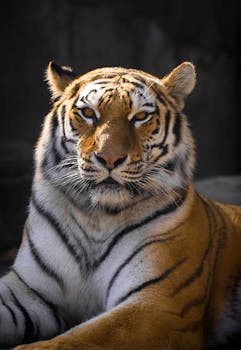 这幅孟加拉虎的肖像令人惊叹，展现了它雄伟的条纹和凶猛的目光