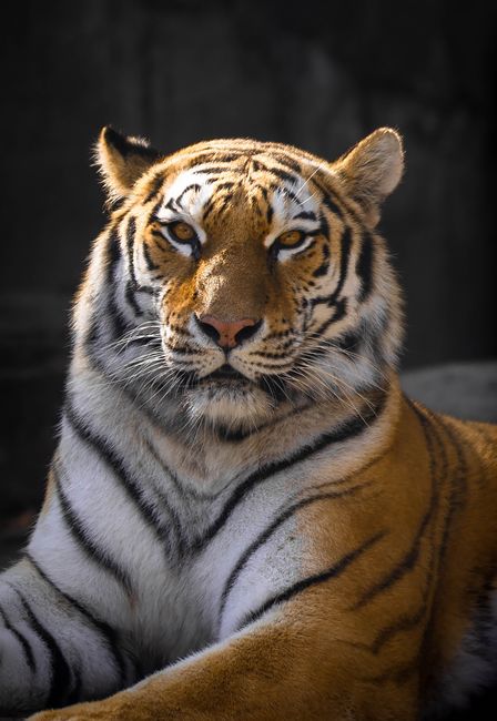 A stunning portrait of a Bengal tiger showcasing its majestic stripes and fierce gaze.