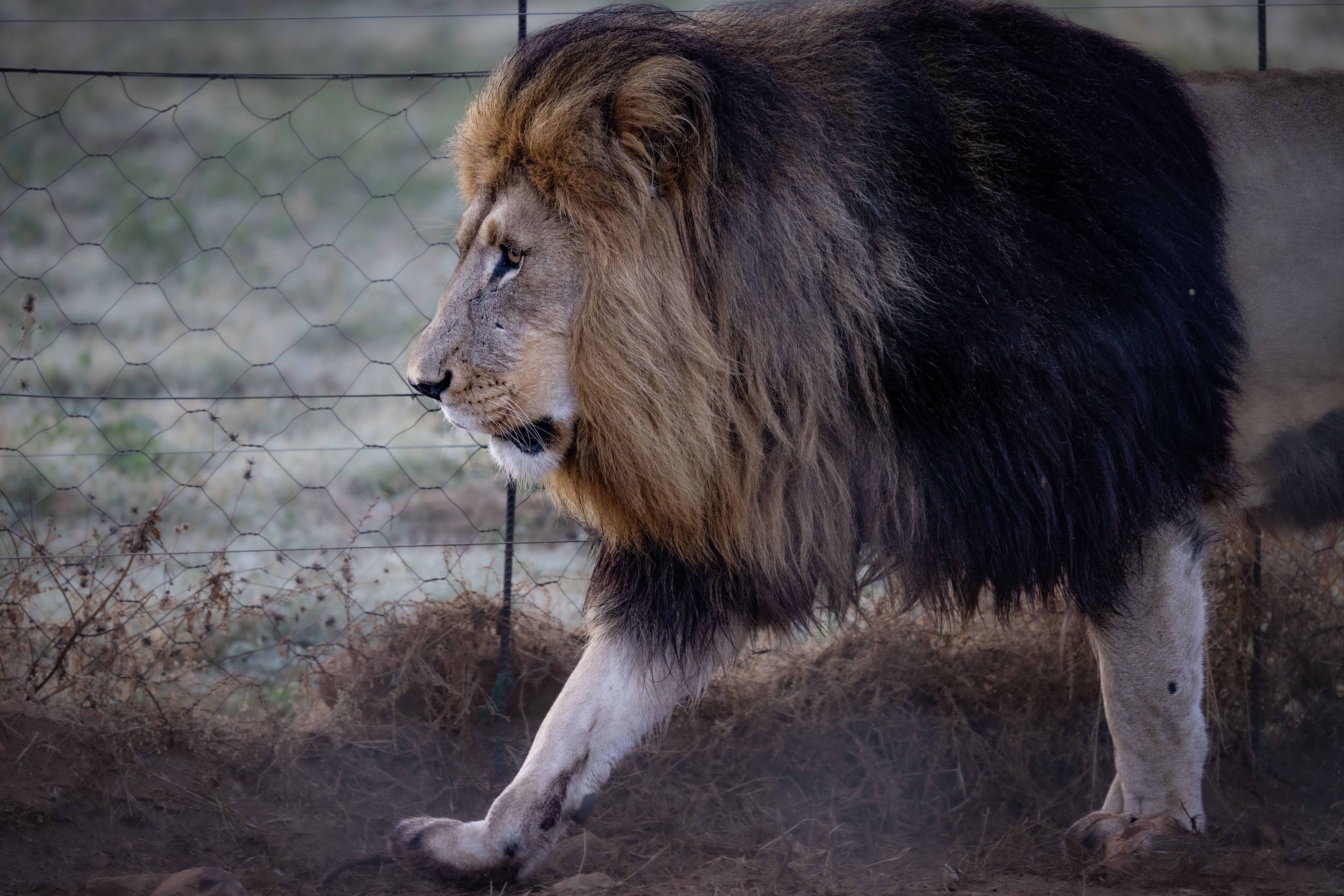 Gir National Park Gujarat: Asiatic Lion Safari Complete Guide 2026