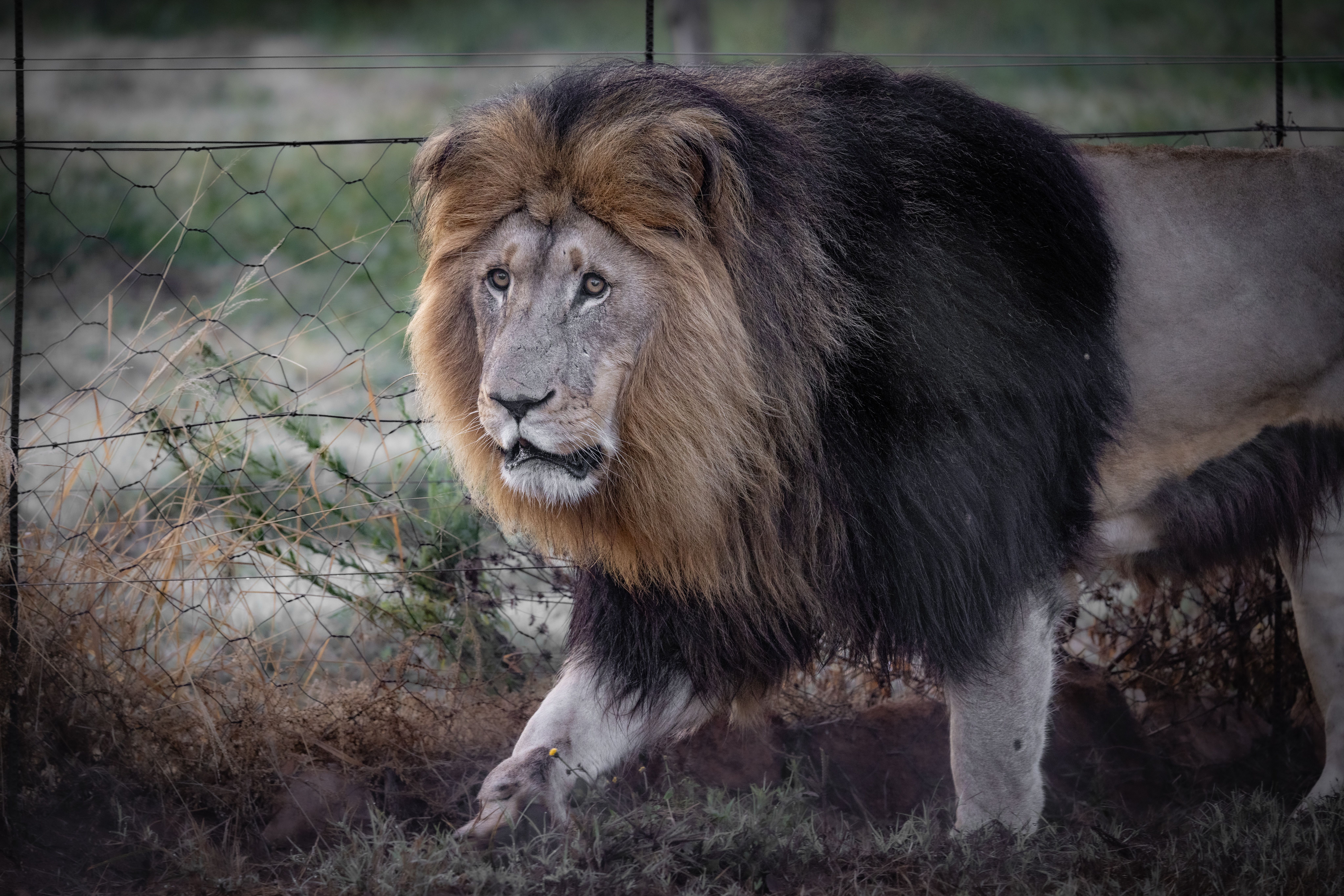 Zoo Tours
