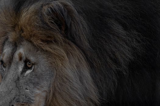 Intimate close-up of a lion's face showcasing the dense, flowing mane and intense gaze.