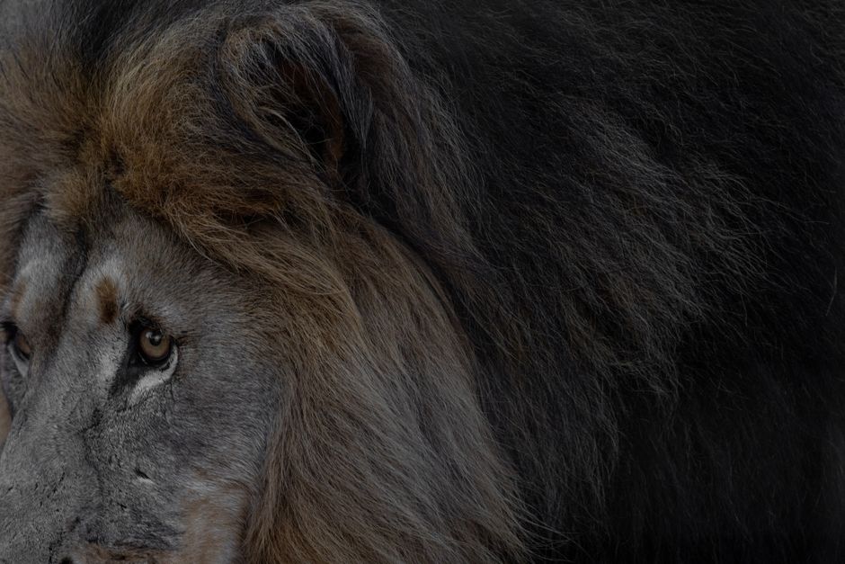Intimate close-up of a lion's face showcasing the dense, flowing mane and intense gaze.