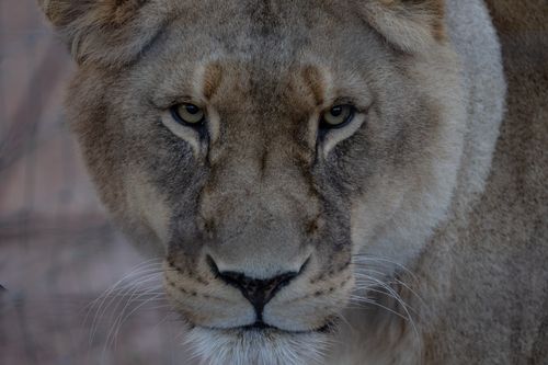 Free Detailed close-up shot of a lioness showing natural beauty and strength in the wild. Stock Photo