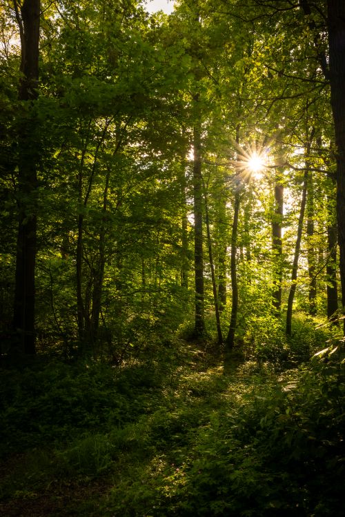 Free Captivating sunlit forest scene in Coesfeld, Germany, showcasing nature's beauty. Stock Photo
