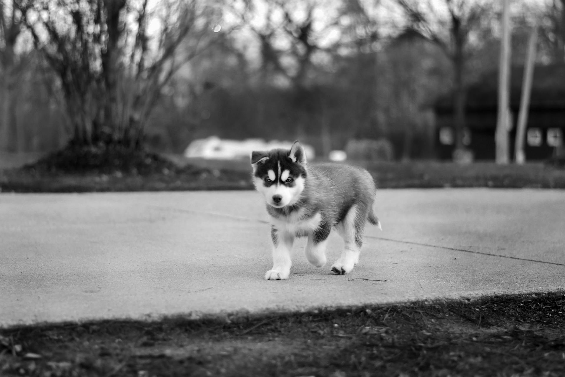 Grayscale Photo of Siberian Husky Puppy Walking on Pavement