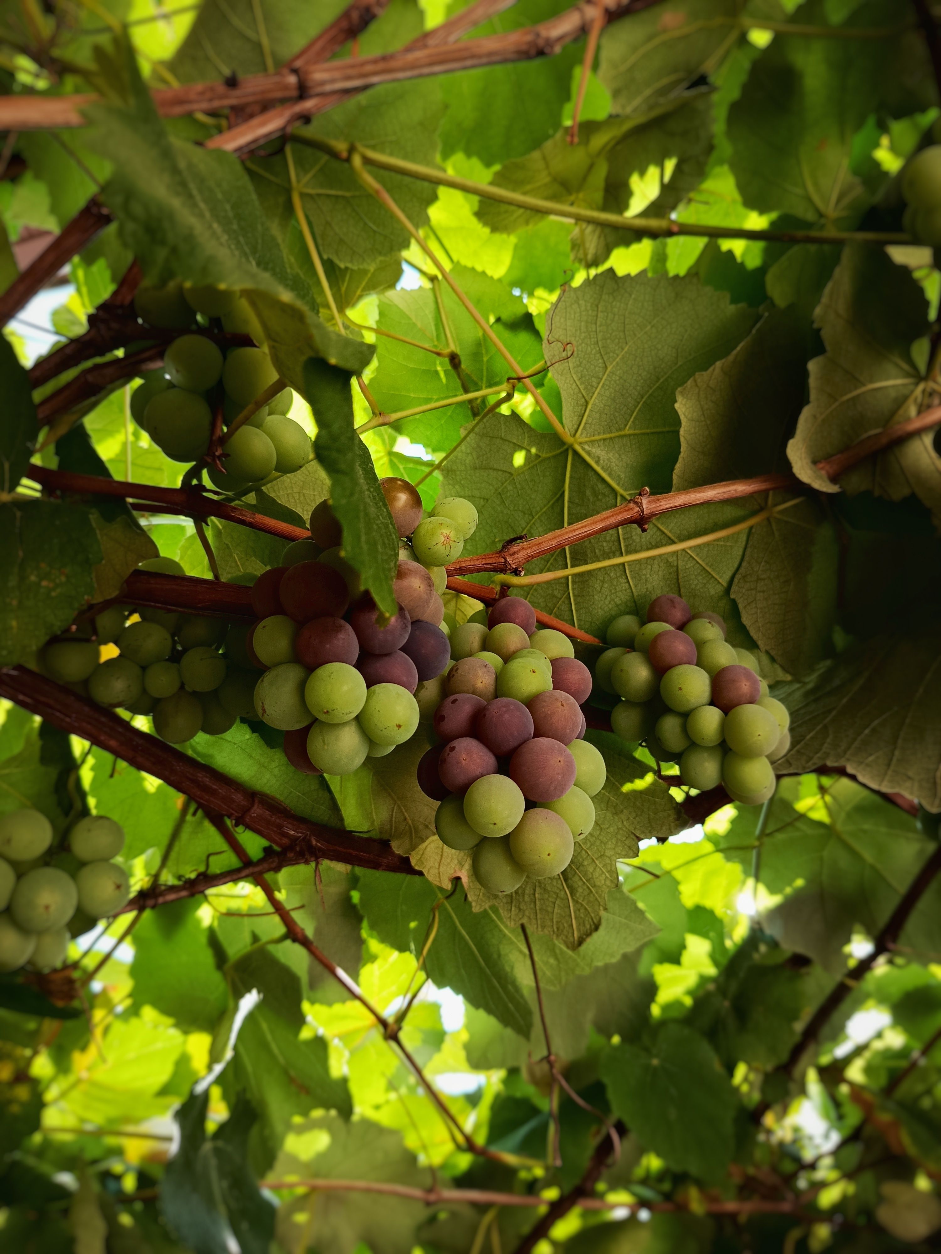 Close-up of ripe and unripe grapes hanging under lush grapevine foliage during summer.