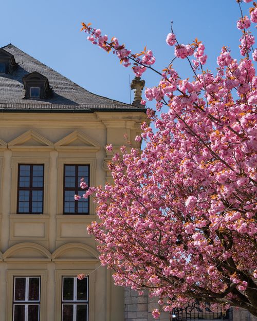 Free Beautiful historic building facade with vibrant cherry blossoms in full bloom on a sunny spring day. Stock Photo