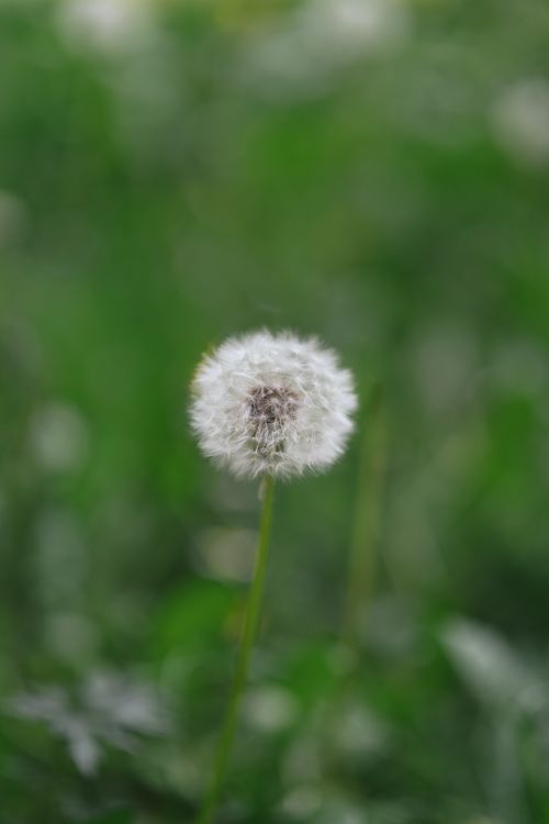 Free Beautiful close-up of a dandelion seed head against a lush green backdrop. Perfect for nature and outdoor-themed projects. Stock Photo