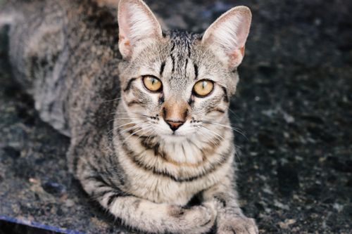 Free A detailed shot of a tabby cat with piercing golden eyes, resting on a dark surface. Stock Photo