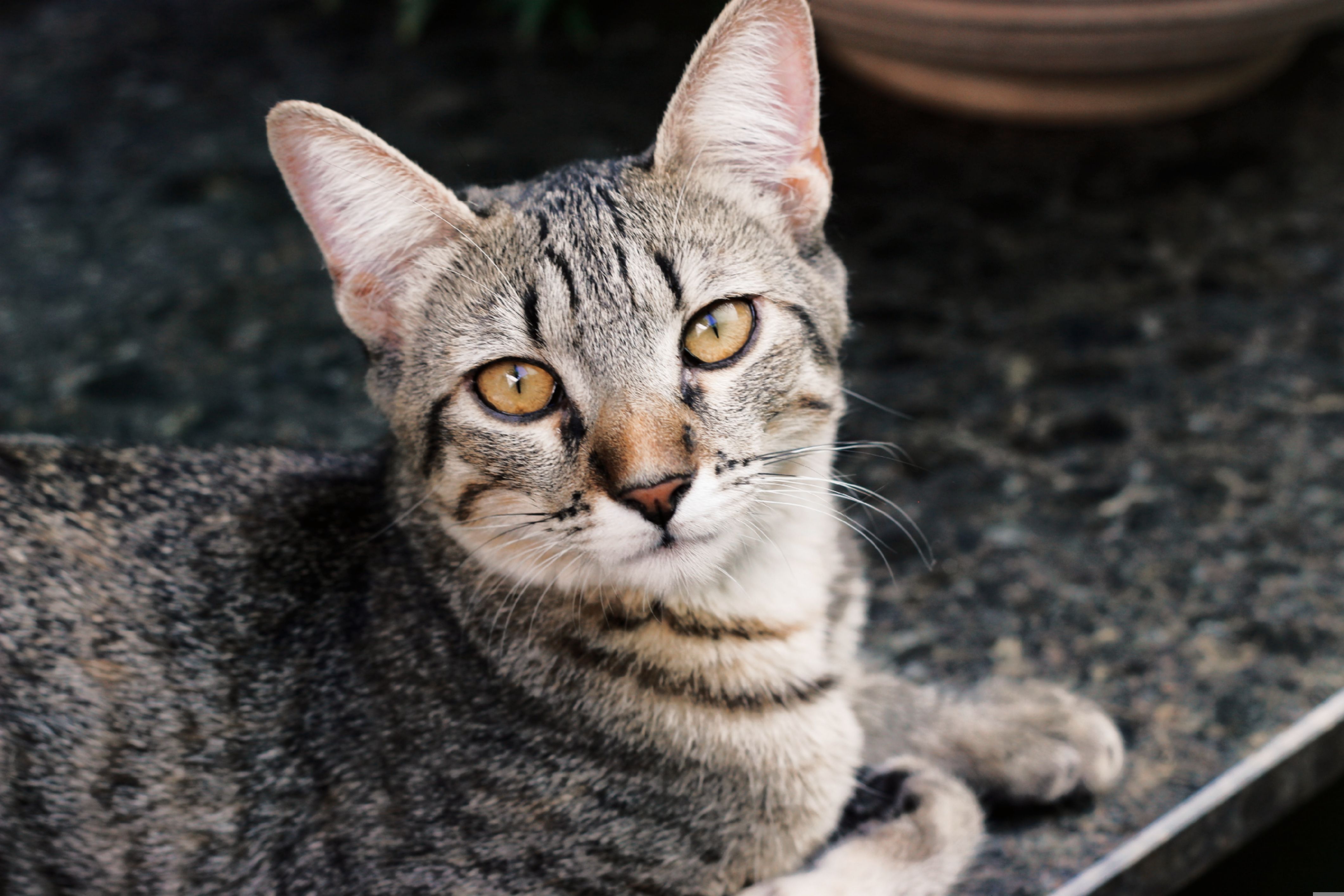 A cat undergoing diagnostic blood testing at a veterinary clinic