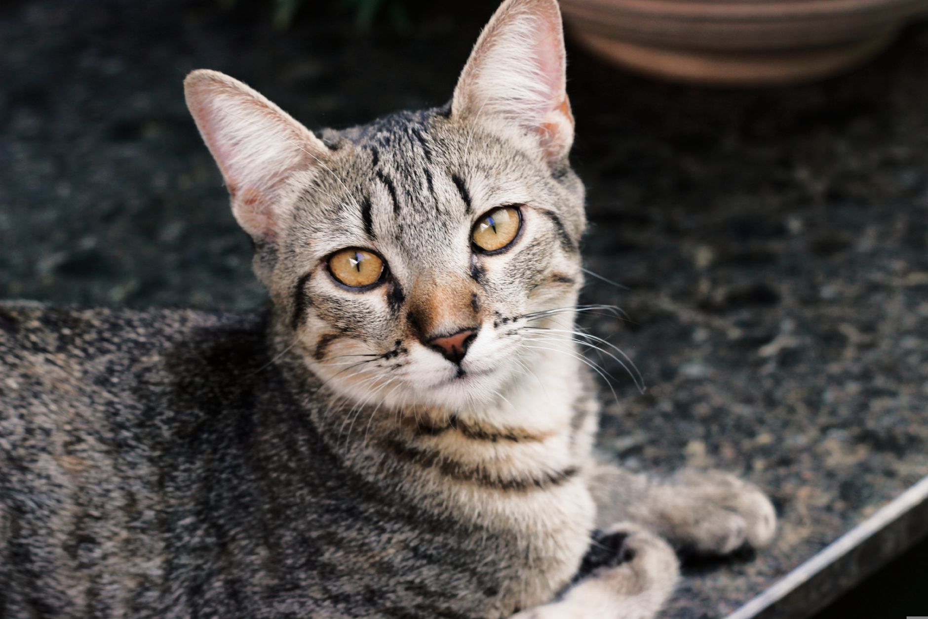 A cat undergoing diagnostic blood testing at a veterinary clinic