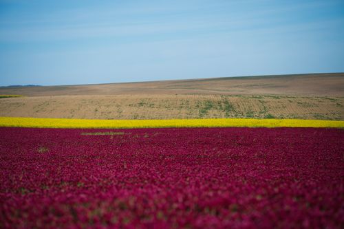 Free A striking view of red and yellow flower fields under a clear blue sky in Poprad, Slovakia. Stock Photo