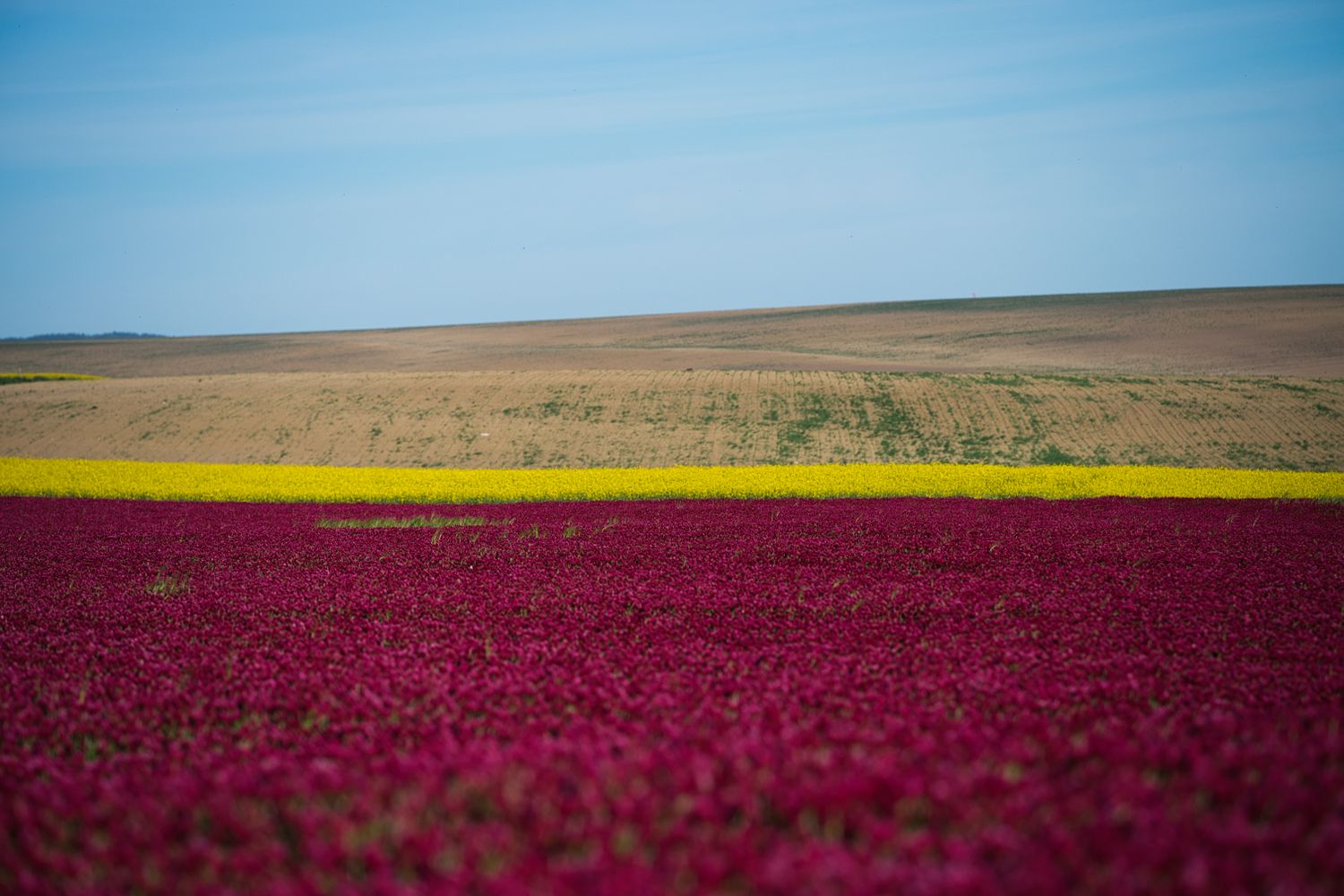 Red Field Photos, Download The BEST Free Red Field Stock Photos & HD Images