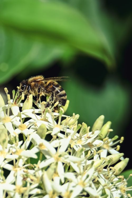 Free Close-up of a bee gathering pollen from white flowers against a lush green background. Stock Photo