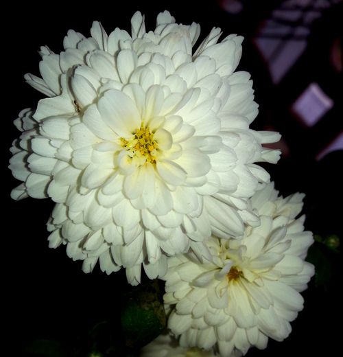 Free stock photo of beautiful flower, white flower Stock Photo