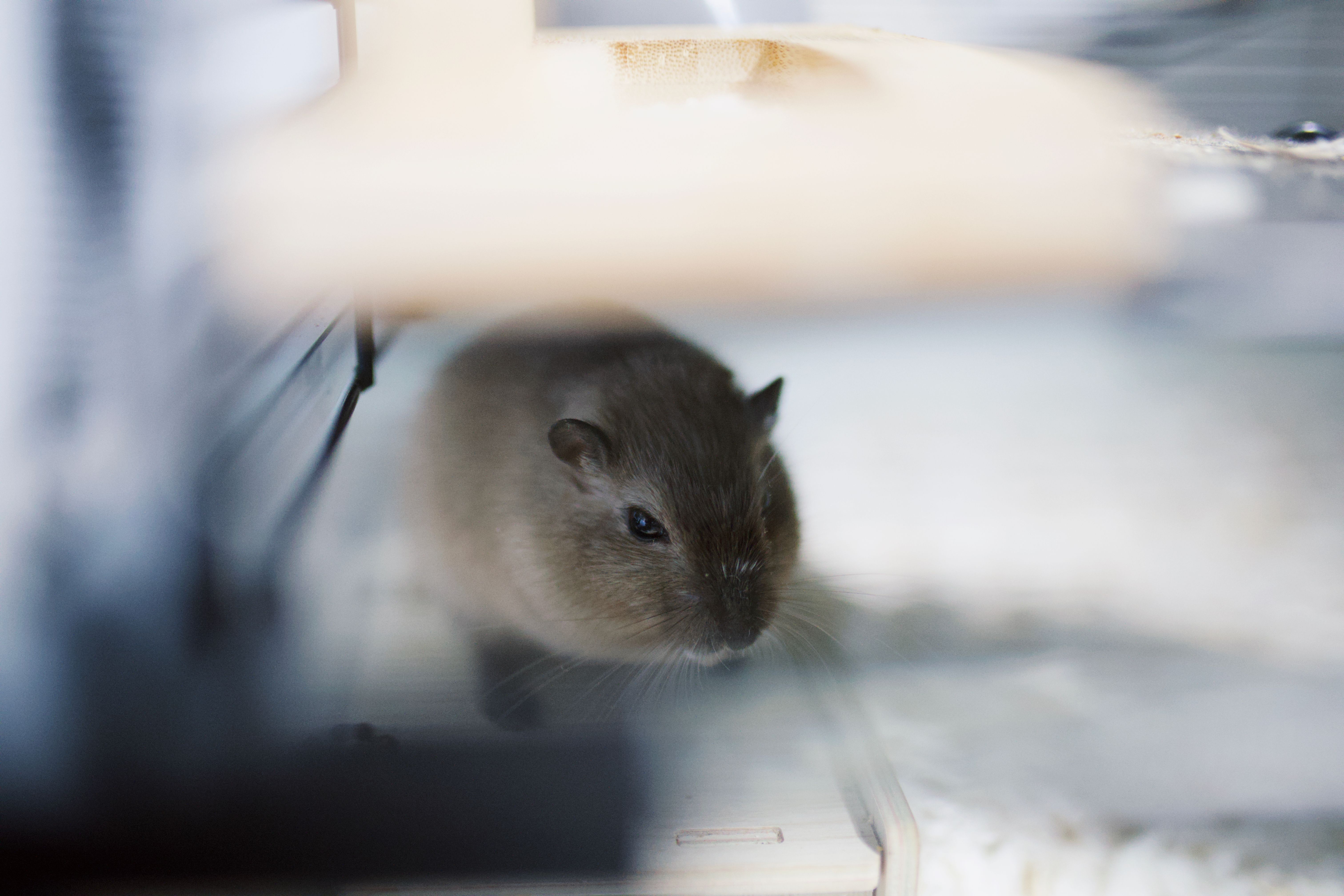 Harnessing Hamster Wheels for Renewable Energy