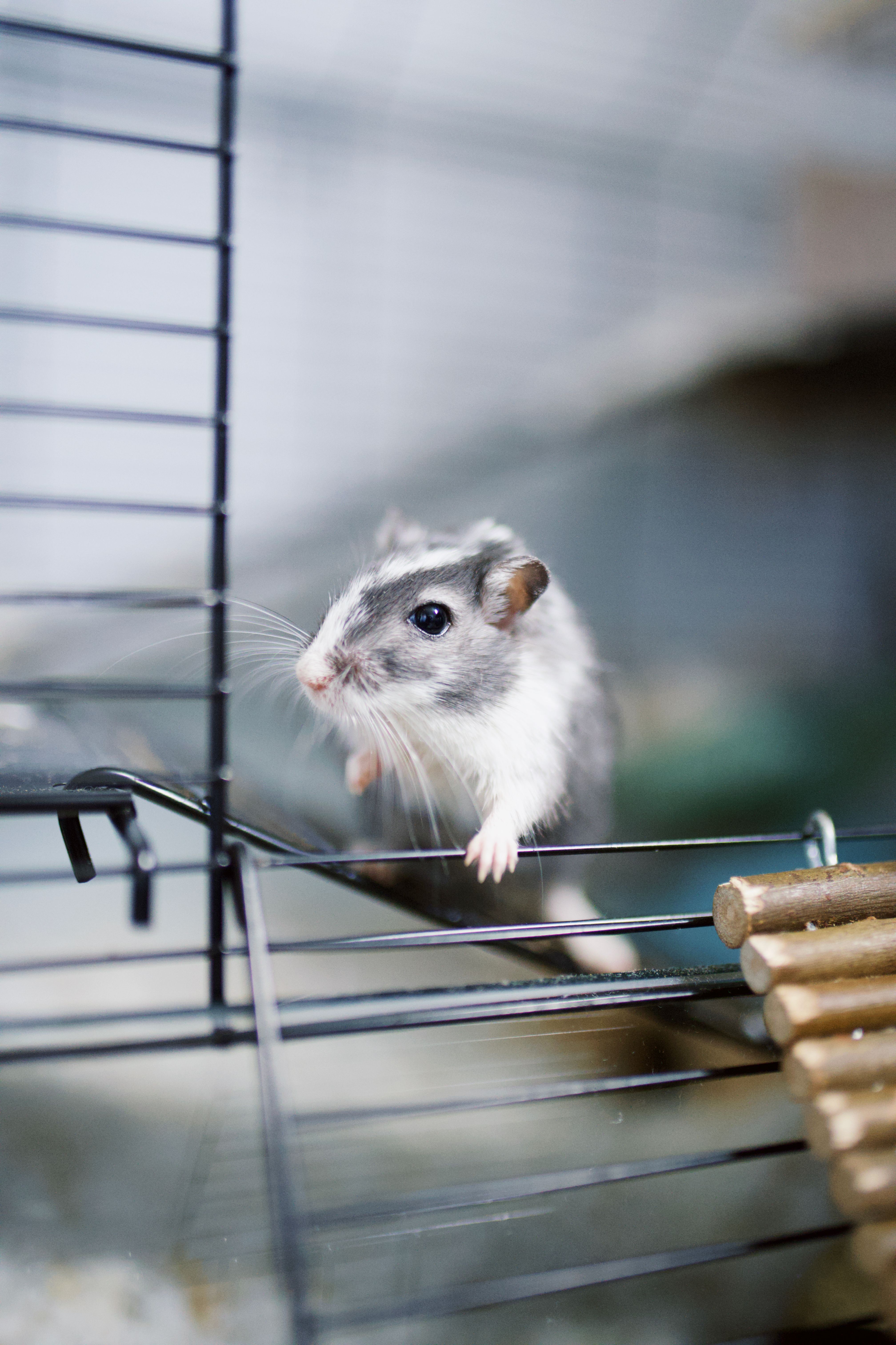 Taking Care Of Small Mammals