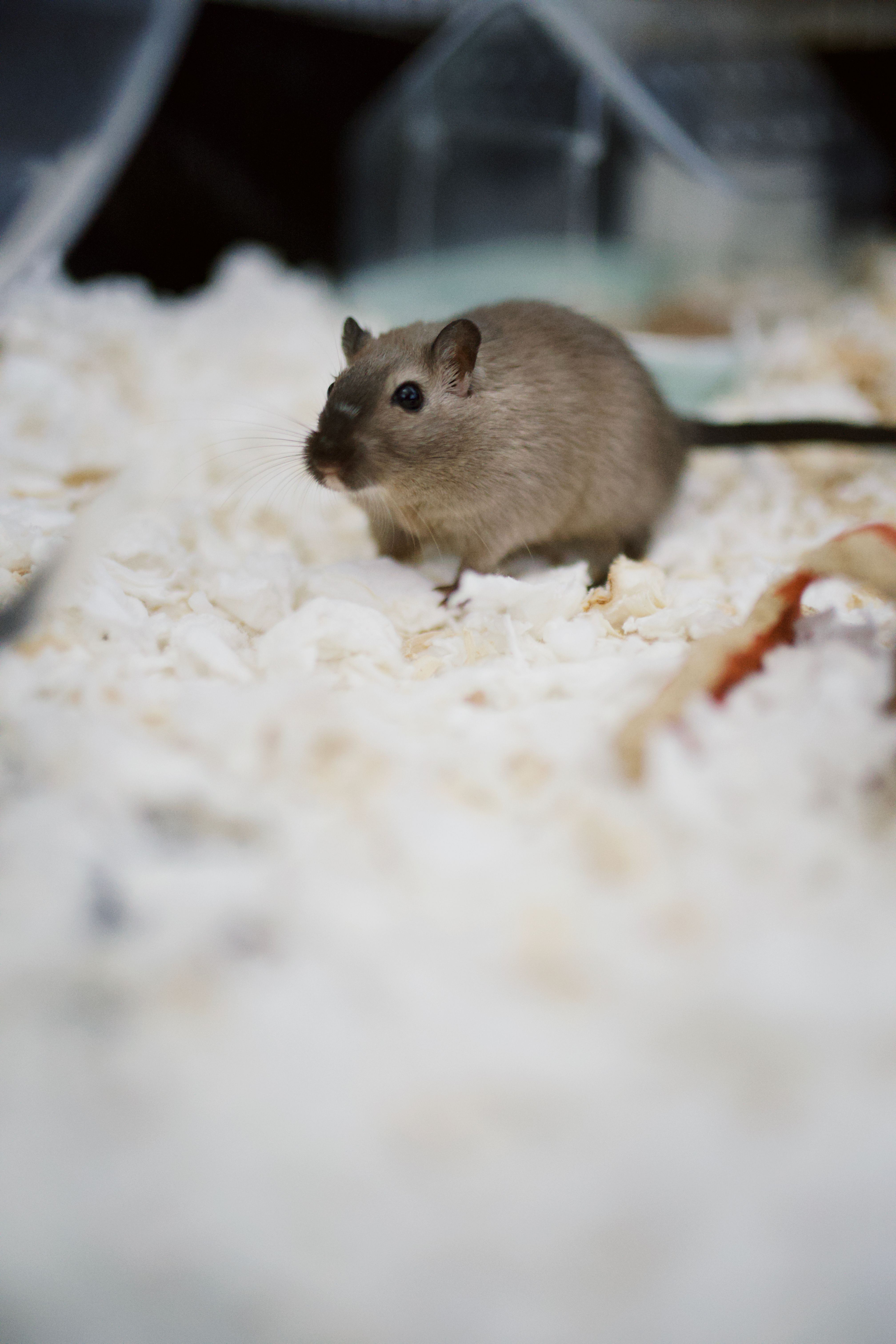 Adorable brown gerbil explores soft white bedding in close-up portrait, ideal for pet lovers.