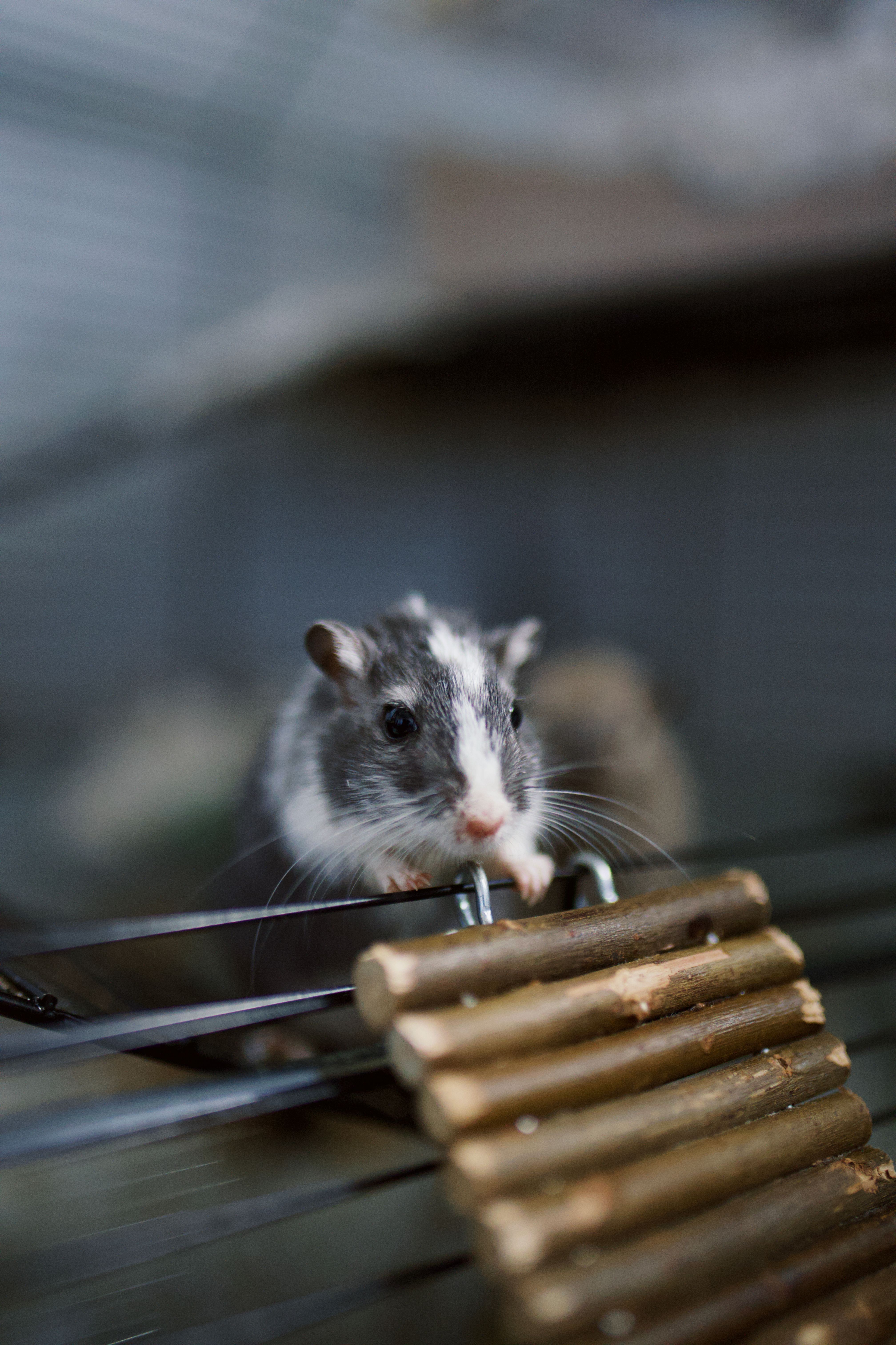 Taking Care Of Small Mammals