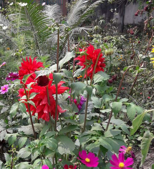 Free stock photo of beautiful flower, red flower Stock Photo