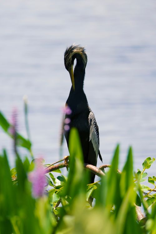 Free A majestic Anhinga bird perched gracefully by the lake surrounded by serene foliage. Stock Photo