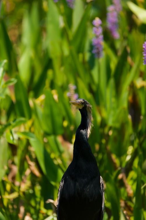 Free An anhinga bird standing amidst vibrant green plants and purple flowers outdoors. Stock Photo