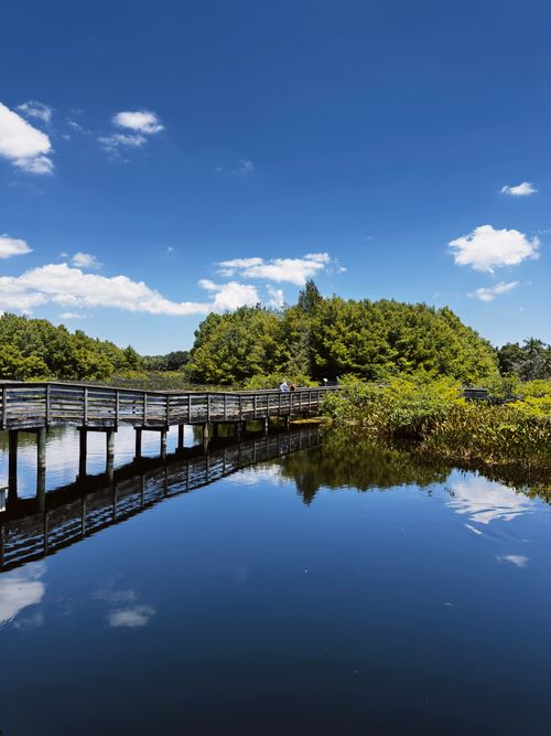 Free A serene view of a boardwalk over water with lush greenery under a bright blue sky at Wakodahatchee Wetlands. Stock Photo