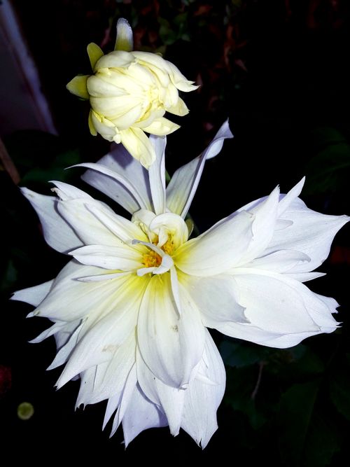 Free stock photo of beautiful flower, white flower Stock Photo