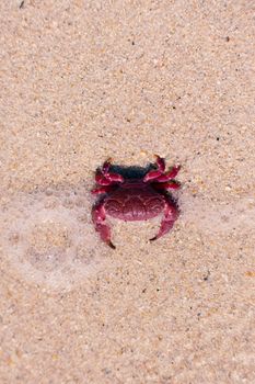 Close-up of a colorful crab on beach sand during the day with foamy bubbles.